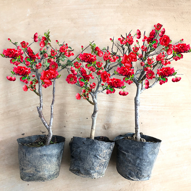 四季海棠花苗盆栽花卉植物室内客厅盆景好养易活秋冬开花庭院耐寒