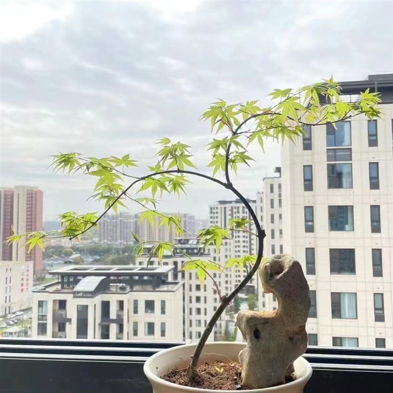 永福花乡园艺流泉枫盆栽网红绿植室内观叶植物办公室造型盆景枫树