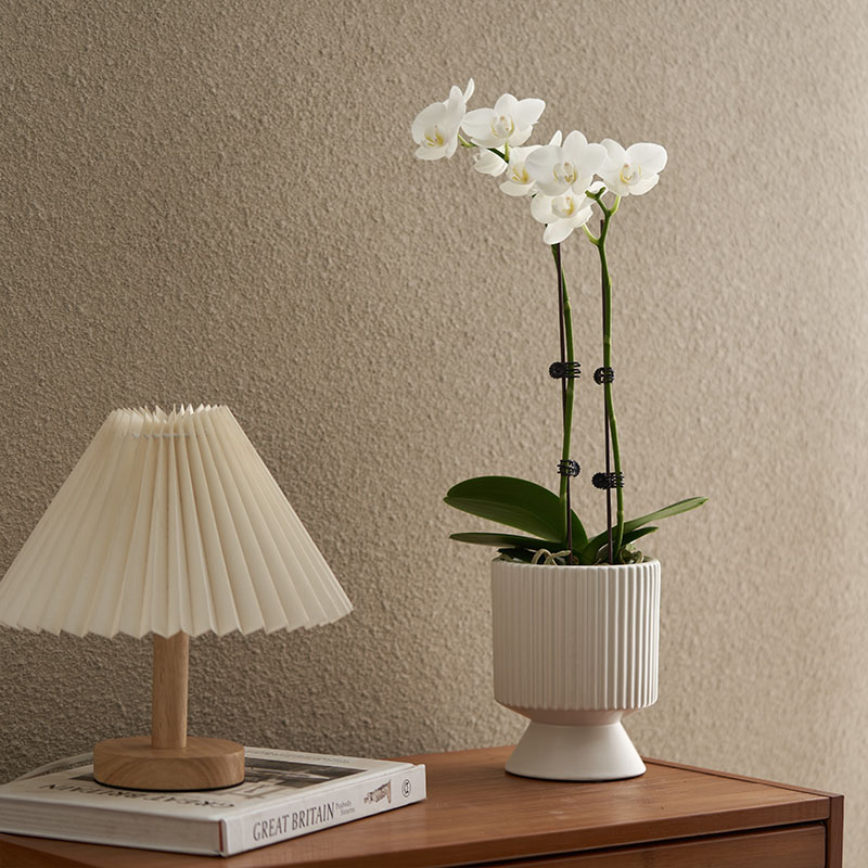 乐可植物 白色蝴蝶兰年宵花兰花室内花卉带花苞耐寒四季好养桌面