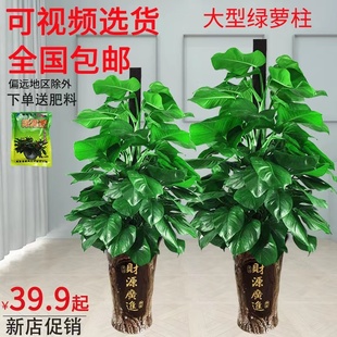 大叶绿萝柱盆栽客厅大型绿植室内办公室新家净化空气植物好养易活