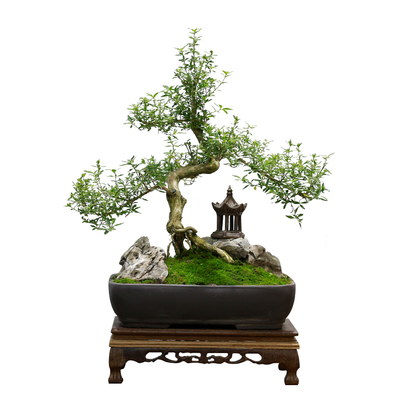 六月雪盆景植物造型老桩树桩室内庭院花卉阳台盆栽办公室客厅绿植