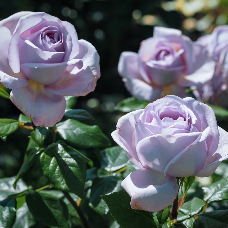 超新品荣耀月季苗蓝紫色灌木大花浓香阳台盆栽绿植玫瑰四季开花