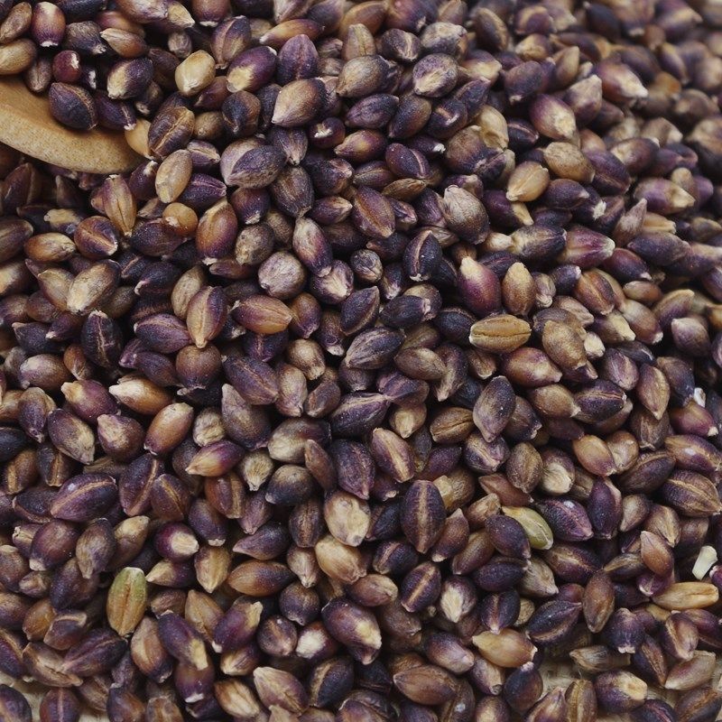 青藏高原优质特产黑青稞带皮黑青稞500g 农家养生好美食五谷杂粮