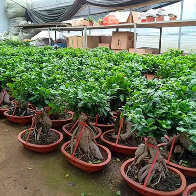 造景植物黄缘龟饲养箱乌龟养殖箱生态环境布置四季常青耐寒榕树