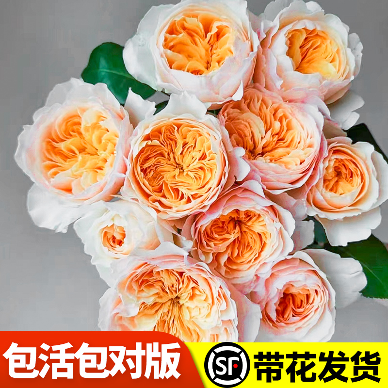 朱丽叶月季花苗奥斯汀切花卉植物盆栽果汁阳台灌木浓香玫瑰四季开