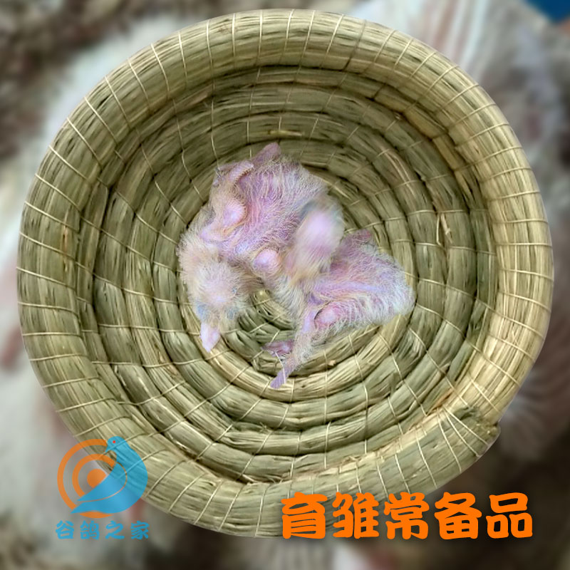 鸽子巢窝鸽窝草编孵蛋专用孵化窝草窝保暖赛信鸽用具鸽具用品大全