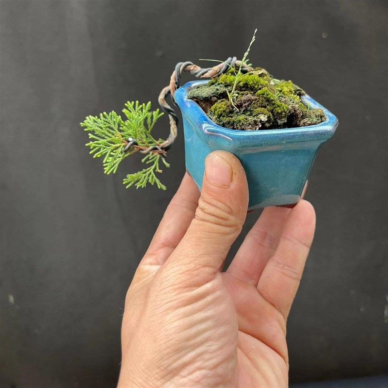 真柏小品盆景宫版系鱼川剂州新西兰黄杨,办公桌阳台茶桌小盆景,鲜花速递/花卉仿真/绿植园艺,造型盆景,淘宝优惠券,粉丝福利购,淘宝优惠卷