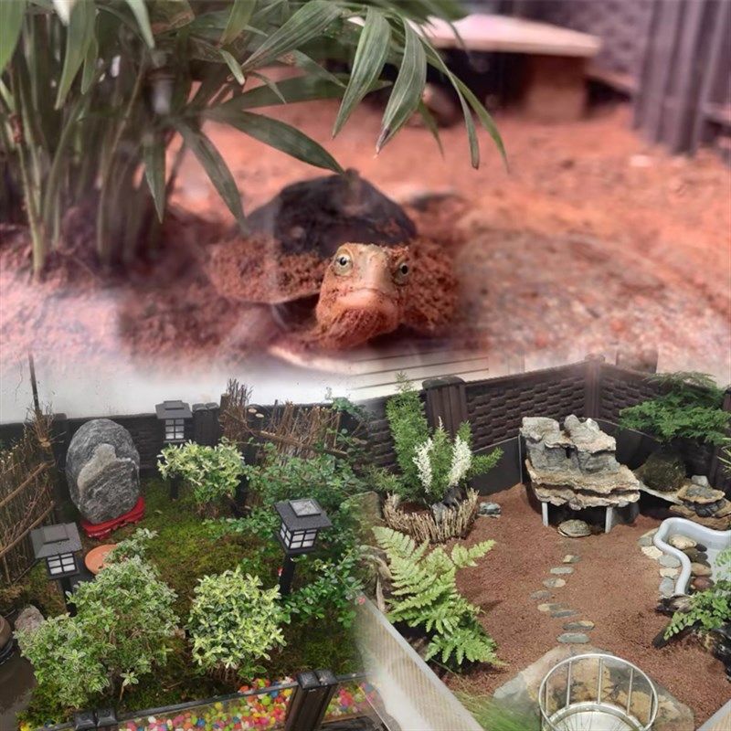 家用宠物爬宠饲养箱黄缘龟养殖箱生态造景箱乌龟缸爬虫组合塑料箱,宠物/宠物食品及用品,爬宠缸/箱,淘宝优惠券,粉丝福利购,淘宝优惠卷