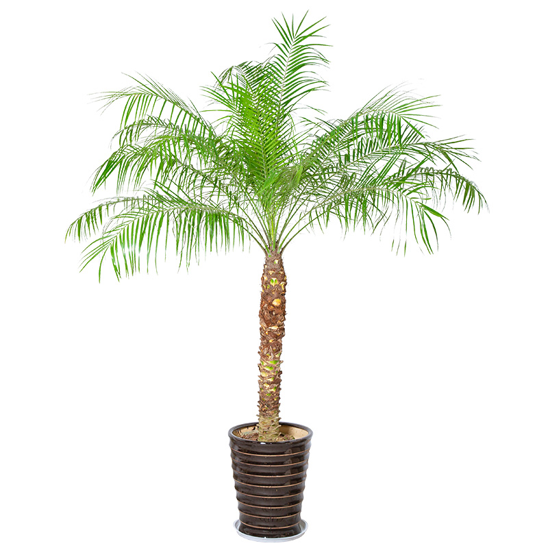 花兮绘针葵植物大型棕榈客厅除甲醛盆景办公室庭院刺葵椰子树盆栽