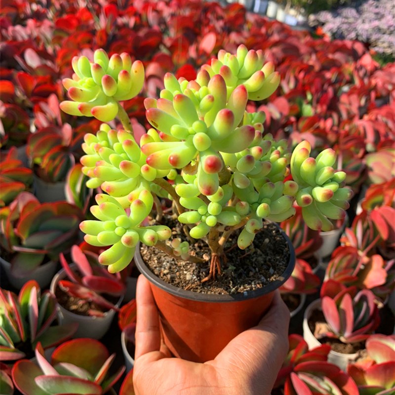 果冻乙女心 新手好养多肉植物老桩群生组合大棵清棚木质化老桩