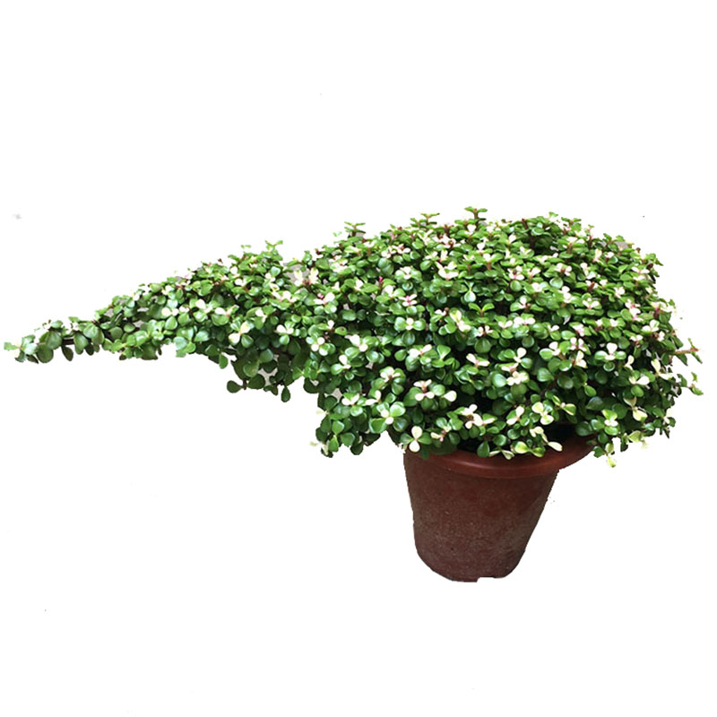 盆景变色大象鼻金枝玉叶大棵老桩盆栽组合客厅多肉植物绿植花卉