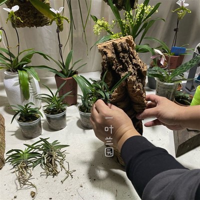 葡萄牙软木板 板植兰花视频全过程 洋兰爱好者晒图