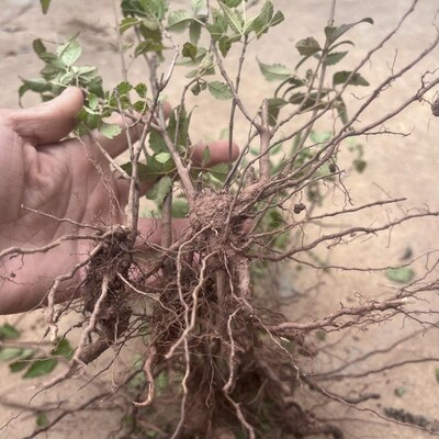 现挖黄荆树苗布惊牡荆条老桩盆景庭院做绿豆腐草木灰原料蜜源树苗