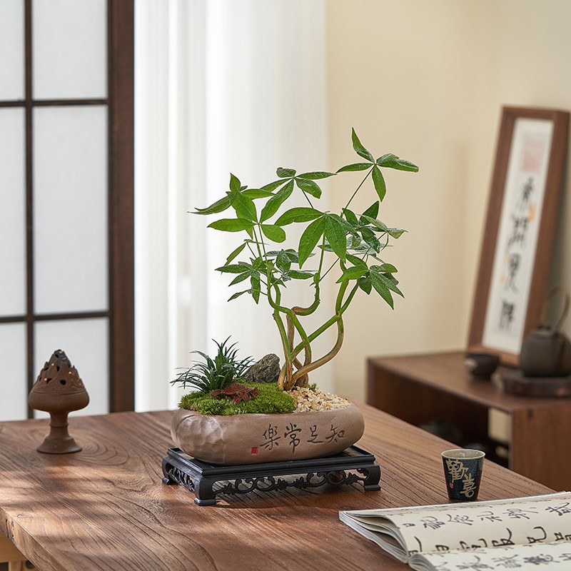 植绝发财树绿植盆栽室内盆景客厅办公室桌面四季常青好养植物摆件