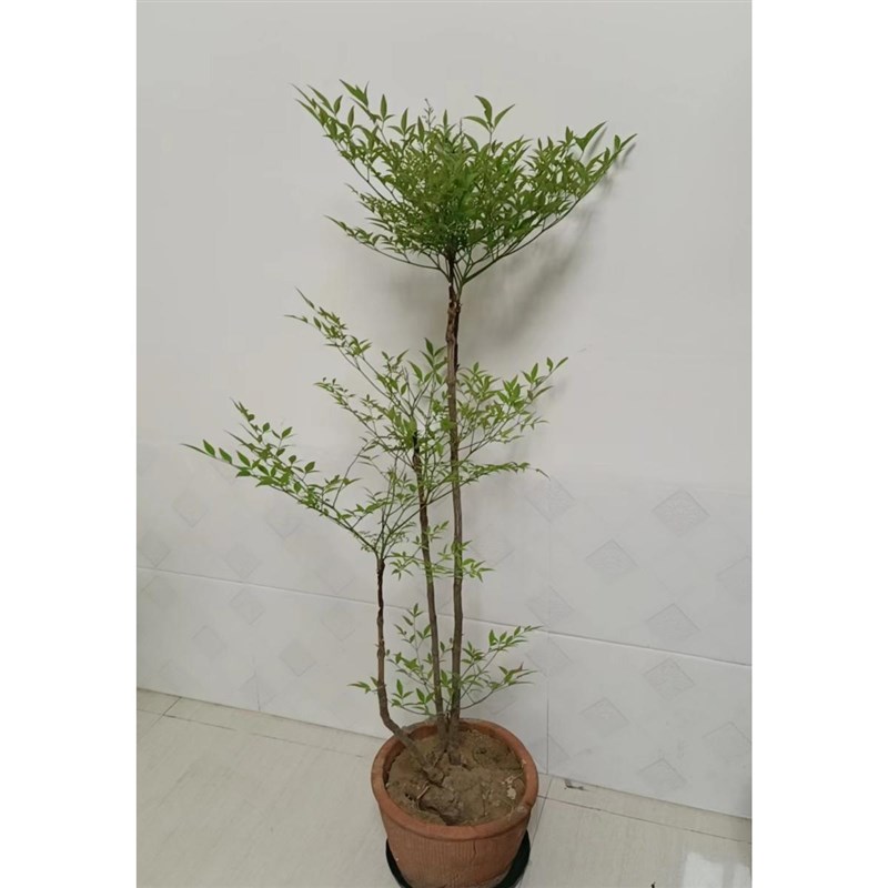 室内大型植物南天竹竺带根卧室客厅净化空气植花卉吊钟盆栽水养培