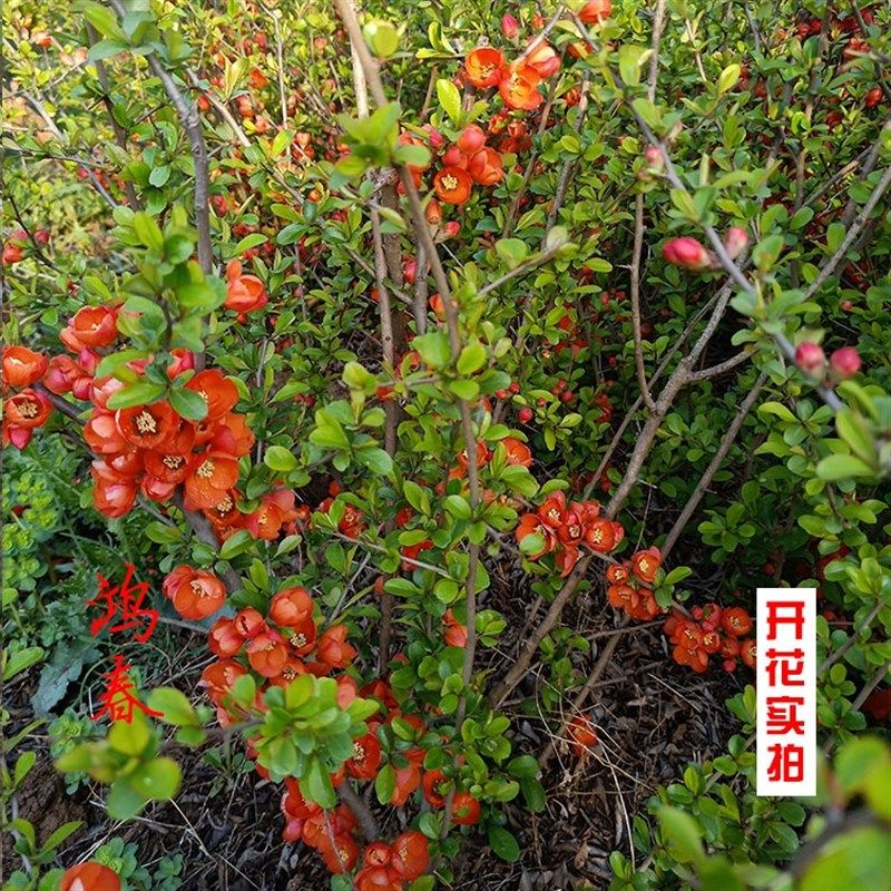 贴梗海棠花盆栽树苗盆景重瓣老桩庭院绿植物四季花卉开花好养易活