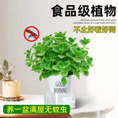 碰碰香盆栽植物花卉室内办公室桌面驱蚊趣味一抹香小绿植净化空气