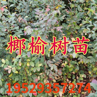 榔榆树苗小苗小叶n榆树花皮纸皮榔榆童子功附石盆景素材