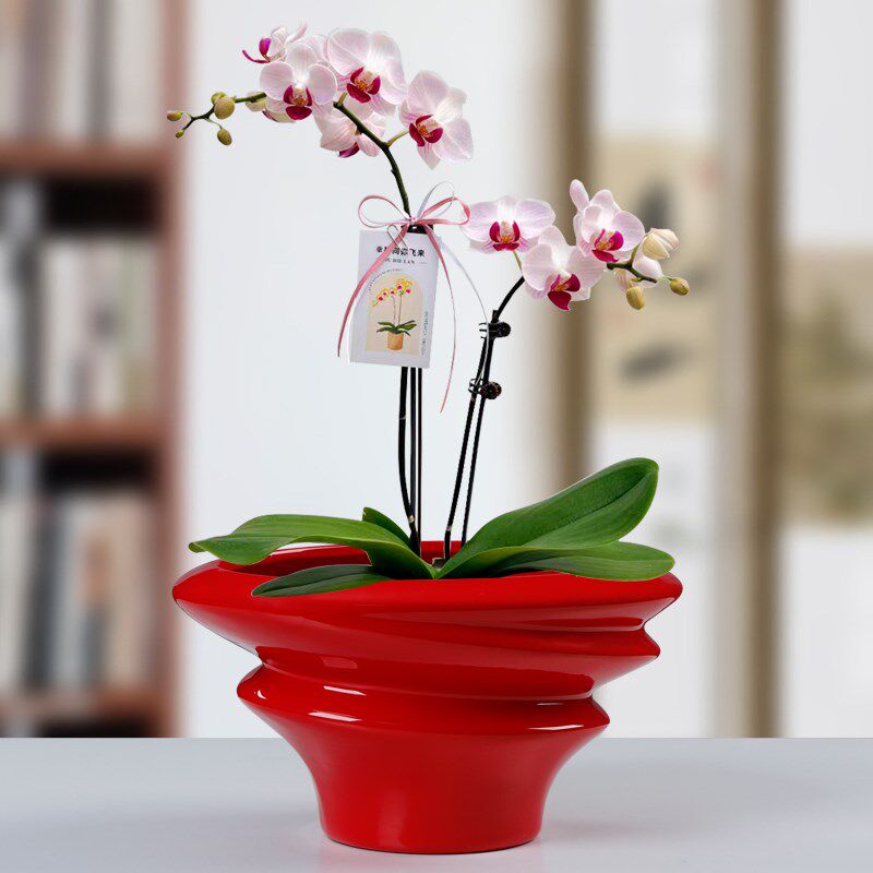 异型白色创意北欧简约陶瓷花盆个性螺旋多肉绿萝盆景文竹送托盘