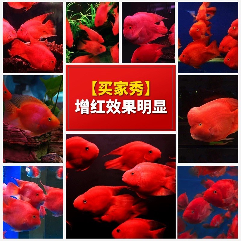 海豚血鹦鹉鱼增红粮海豚鱼粮红财神红元宝鹦鹉招财鱼食鱼饲料