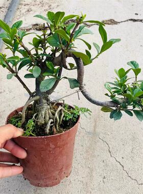 提根临水a牡丹栀子花老桩盆景胡椒木游龙造型清香木悬崖式飘枝白