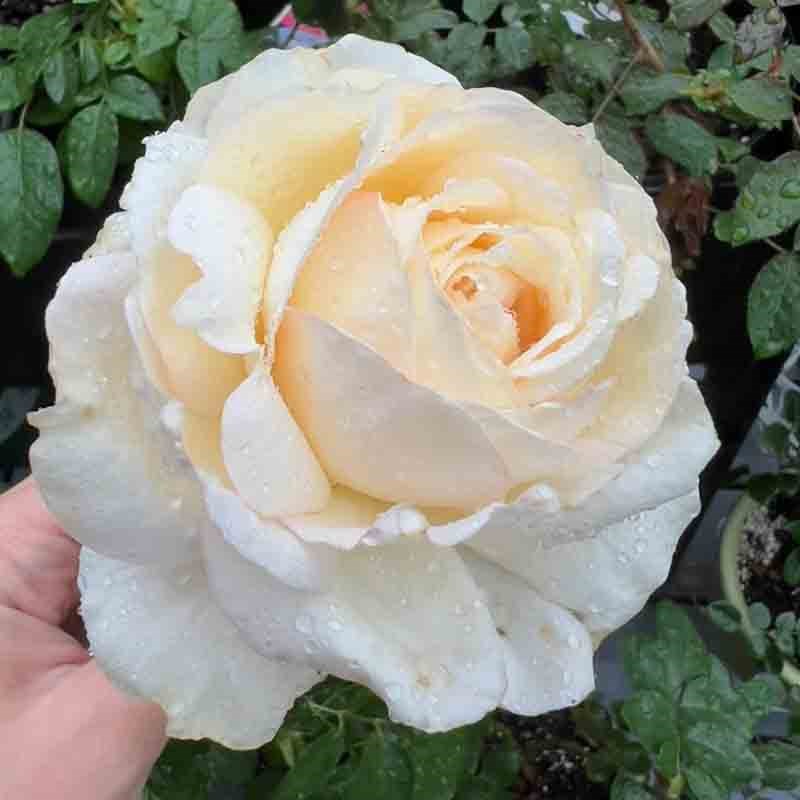 奶油伊芙月季花大苗盆栽直立性好四季大花强香抗病包子型玫瑰花苗