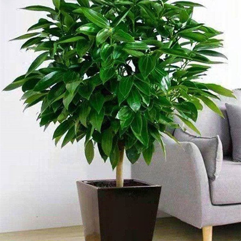 平安树客厅盆栽大型室内幸福树老桩植物四季常青大颗绿植花卉盆景