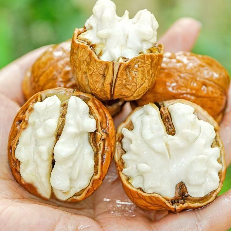 2026年四川大凉山老树鲜核桃新鲜湿核桃装去青皮大果鲜核桃