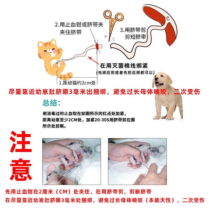 宠物猫咪狗狗接生工具母猫怀孕待产包小猫吸羊水器脐带剪刀全套装