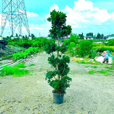 摇钱树金钱榕盆栽绿植地栽老桩造型火山榕树室内客厅观赏植物盆景