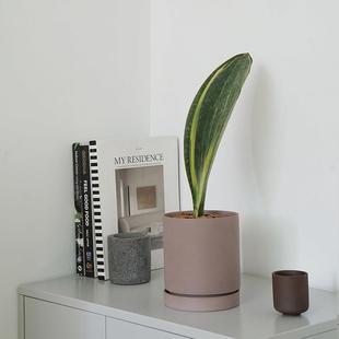 植物私生活 |泰国进口虎皮兰 一片叶 宝镜 吸甲醛绿植盆栽