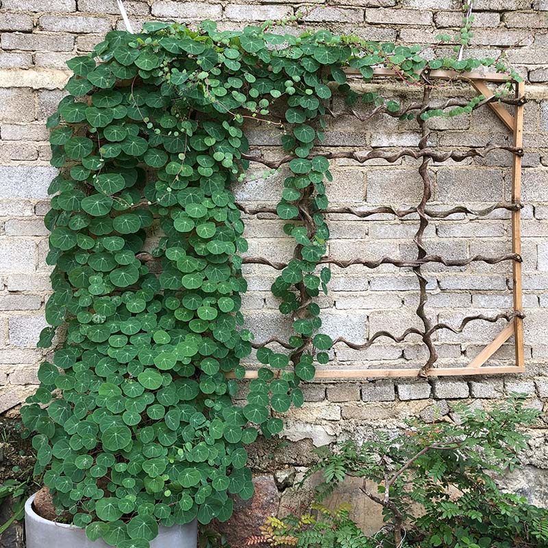 云南特色多肉山乌龟红藤山乌龟植物绿藤血藤爬藤绿植包活室内耐阴,鲜花速递/花卉仿真/绿植园艺,多肉植物,淘宝优惠券,粉丝福利购,淘宝优惠卷