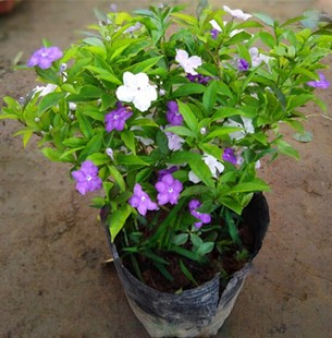 盆栽绿植虎头茉莉/宝珠苿莉重瓣/双色茉莉//花苗当年开花茉莉花
