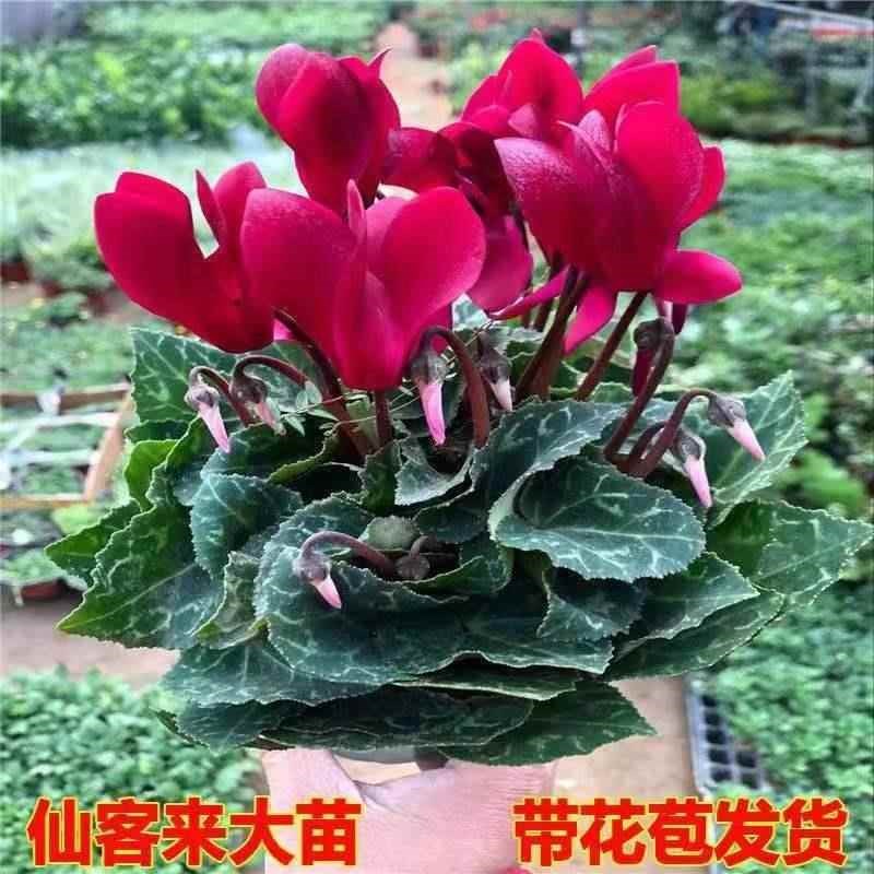 仙客来盆栽带花苞室内花卉重瓣年宵花四季开花好养大花苗观花植物