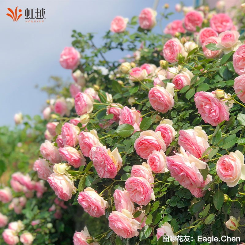 粉色龙沙宝石爬藤月季红色龙沙宝石月季花苗盆栽藤本月季小苗中苗