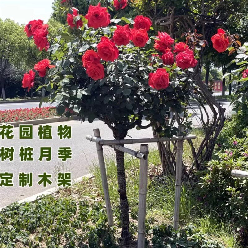 树桩月季花苗带花植物玫瑰大花浓香四季开花别墅庭院高档盆景花卉