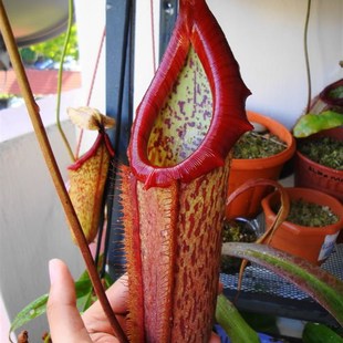 盆栽 食虫草 绿植 包邮 草 食虫植物 会吃虫子 猪笼草套餐