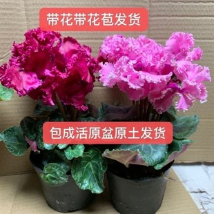 仙客来盆栽带花仙鹤来花仙客来小苗仙G鹤来花盆栽阳台室内观花植