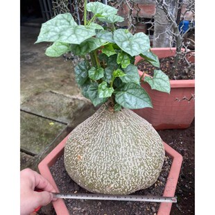睡布袋植d物银叶多肉葫芦科块根植物阳台观赏爬藤