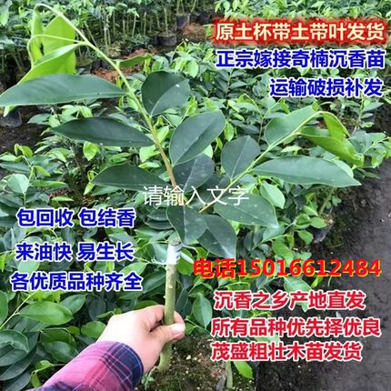 正宗名贵嫁e接奇楠沉香树苗棋楠苗母树一代奇楠苗带叶带原泥发货