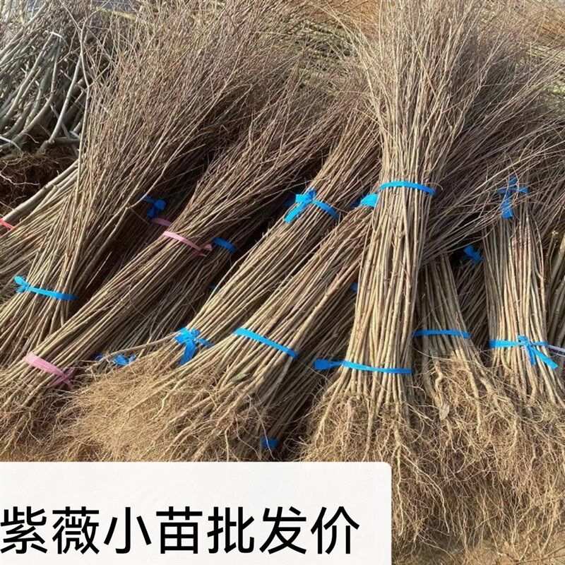 紫薇花树苗痒痒树无皮树百日红盆栽盆景花瓶编织T苗别墅庭院景观