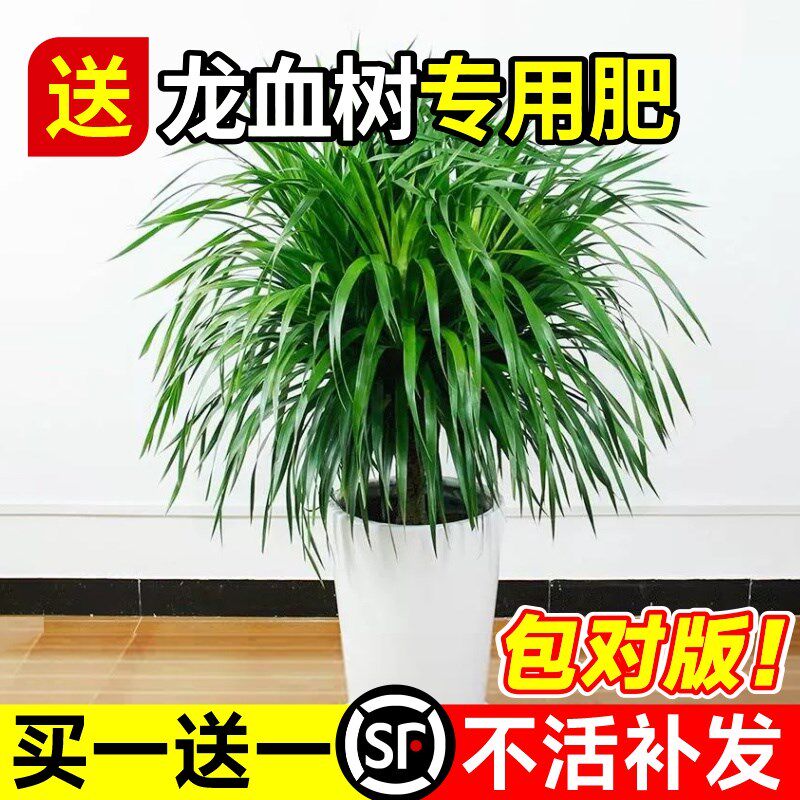 龙血树客厅绿植盆栽多头龙须x树铁黑珍珠绿植室内落地大型老桩树