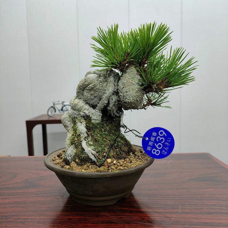 三河黑松矮霸小坨坨盆景精品盆栽小品I室内长青植物一手托根系好