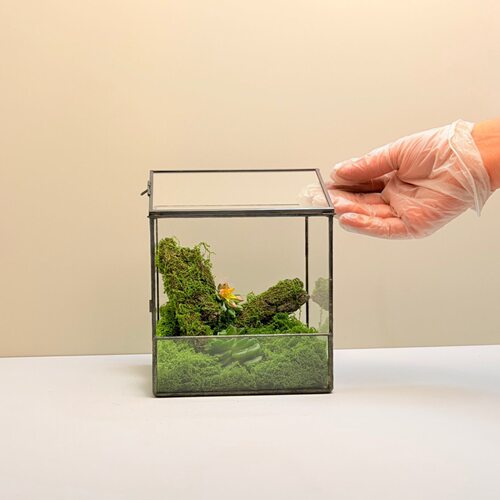 树蛙螃蟹透明玻璃生态瓶立体方形几何生态雨林缸苔藓微景造景盒