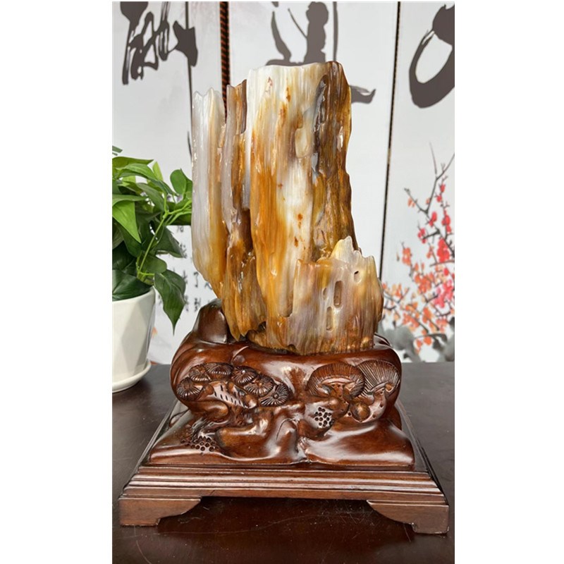 缅甸树化玉原石天然树化石奇x石客厅造型石头硅化木冰种树化石摆