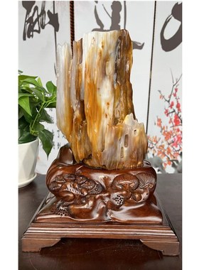 缅甸树化玉原石天然树化石奇x石客厅造型石头硅化木冰种树化石摆