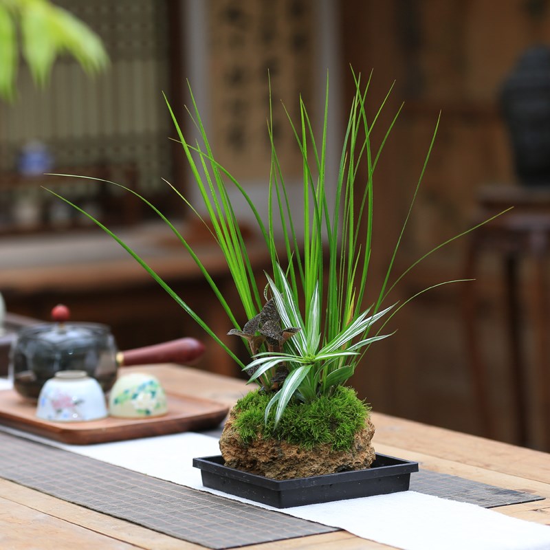 附石盆栽内门竹吸水石盆景南天竹桌面造型绿植水养水陆缸造景绿植