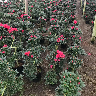 造型游龙杜鹃花盆栽盆景室内室外绿植花卉杨梅红樱桃红西玛小桃红