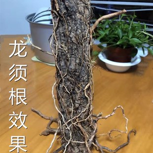 龙须根鱼缸雨林造景沉木装饰榕树根须藤蔓条模型植物情景地台枯藤