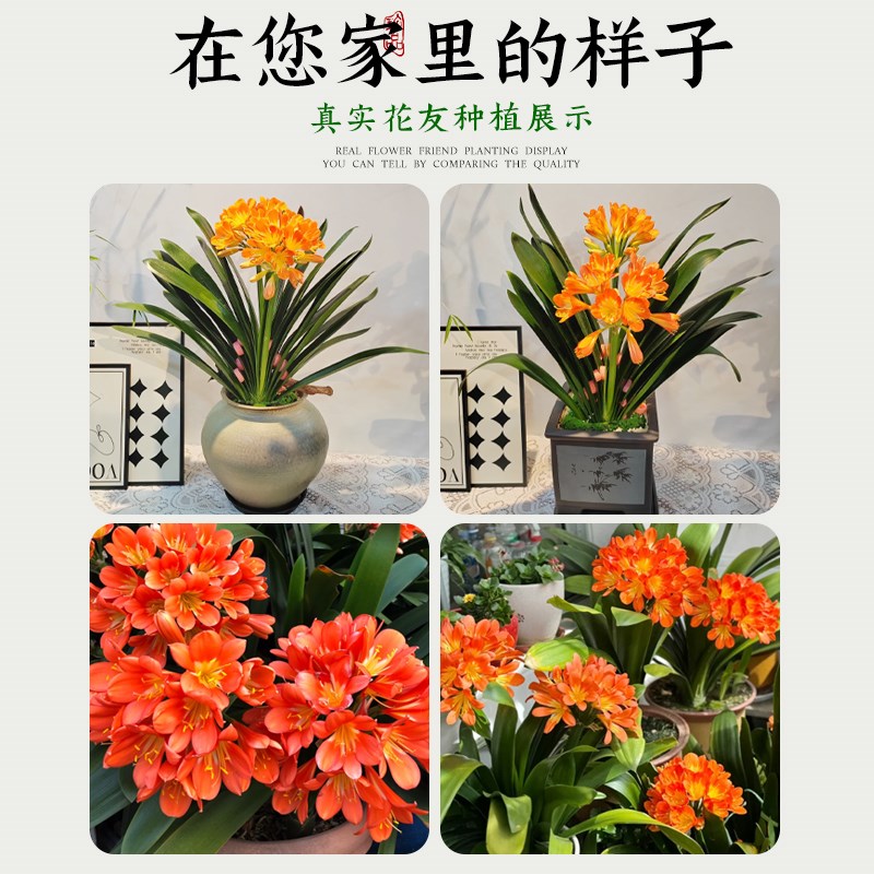 君子兰盆室内桌面红色君子兰花客厅花卉绿植四季易活好养植物盆景